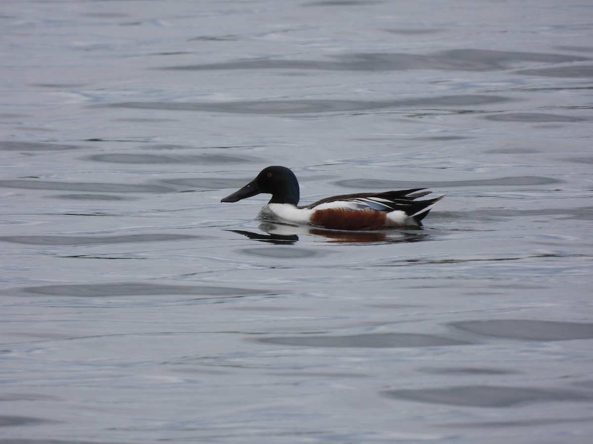 Northern Shoveler - ML619874351