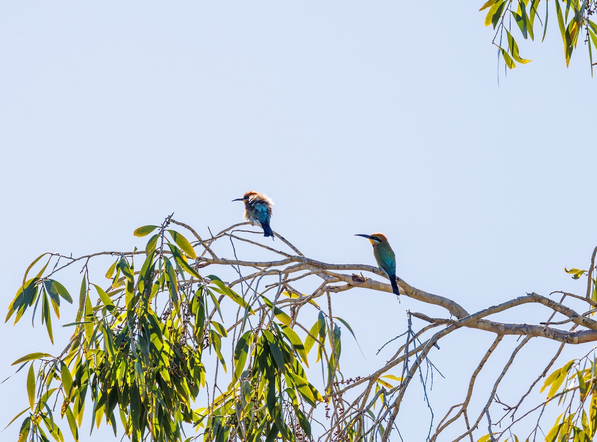 Rainbow Bee-eater - ML619874353