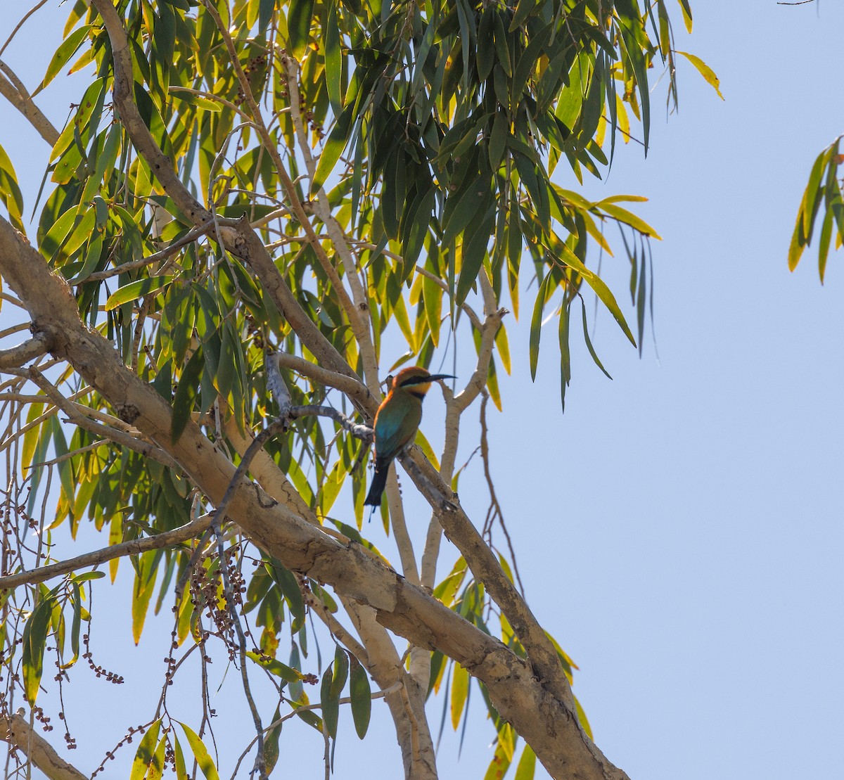 Rainbow Bee-eater - ML619874354