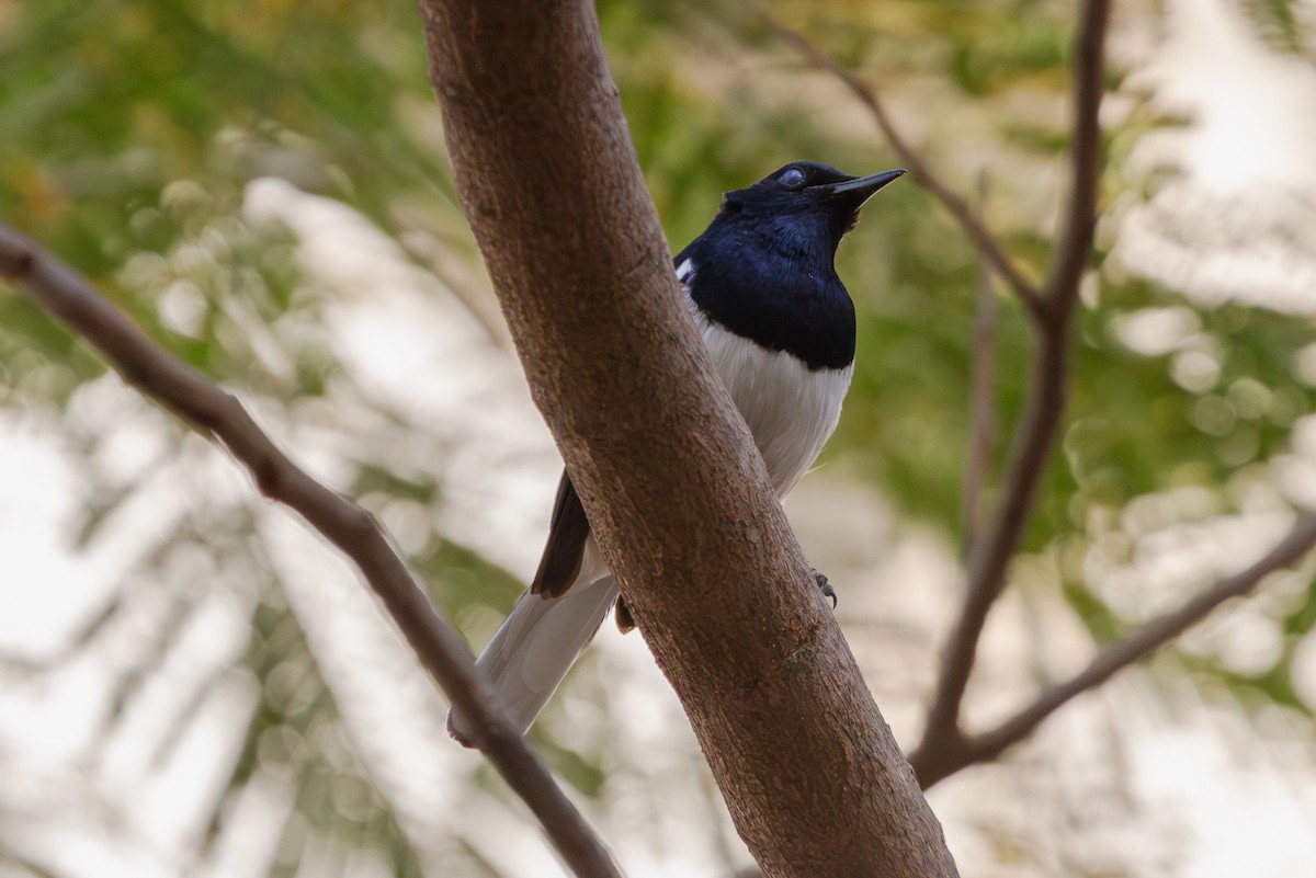 Oriental Magpie-Robin - ML619874378