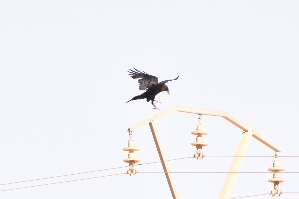 Brown-necked Raven - ML619874387