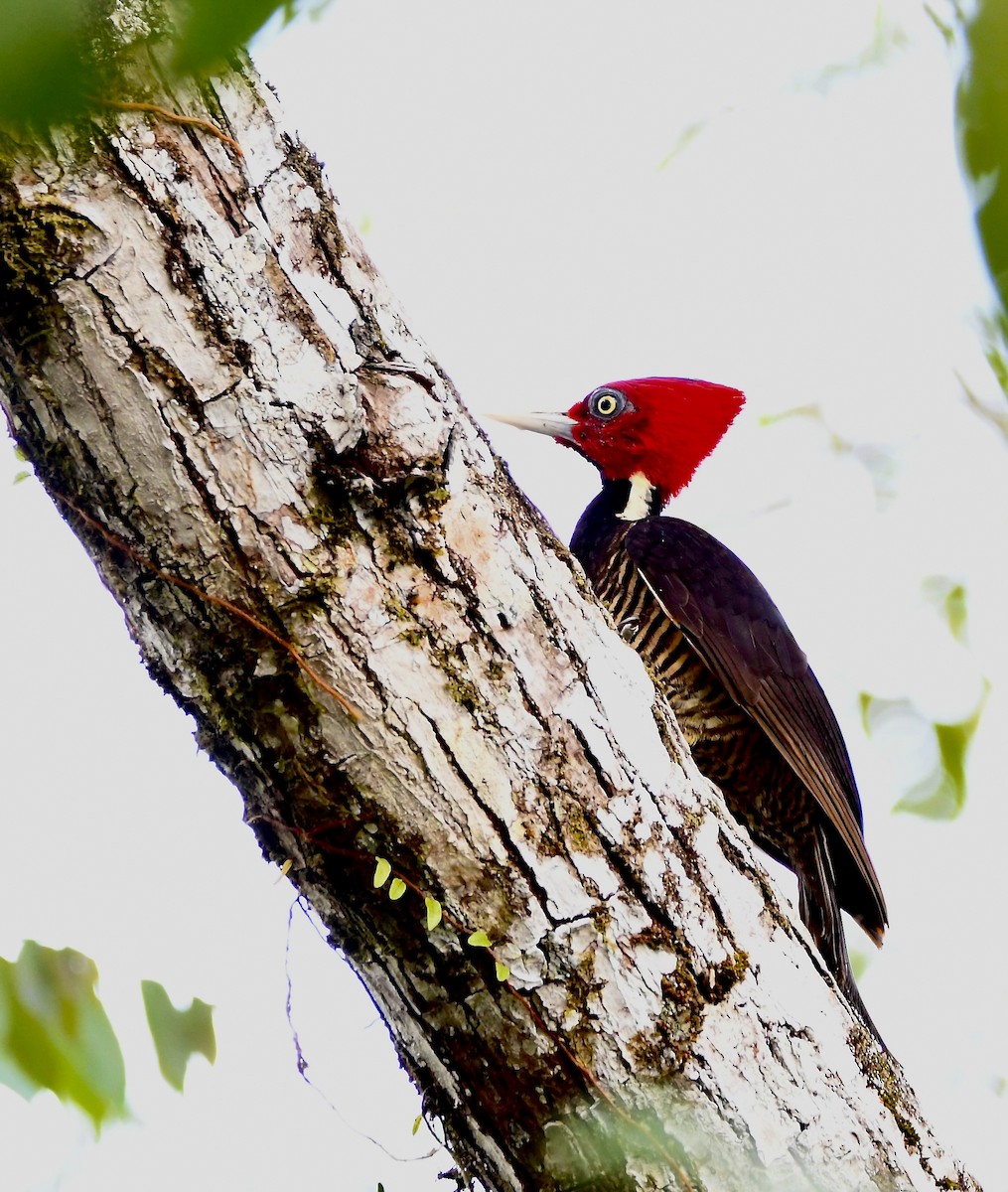 Pale-billed Woodpecker - ML619874391