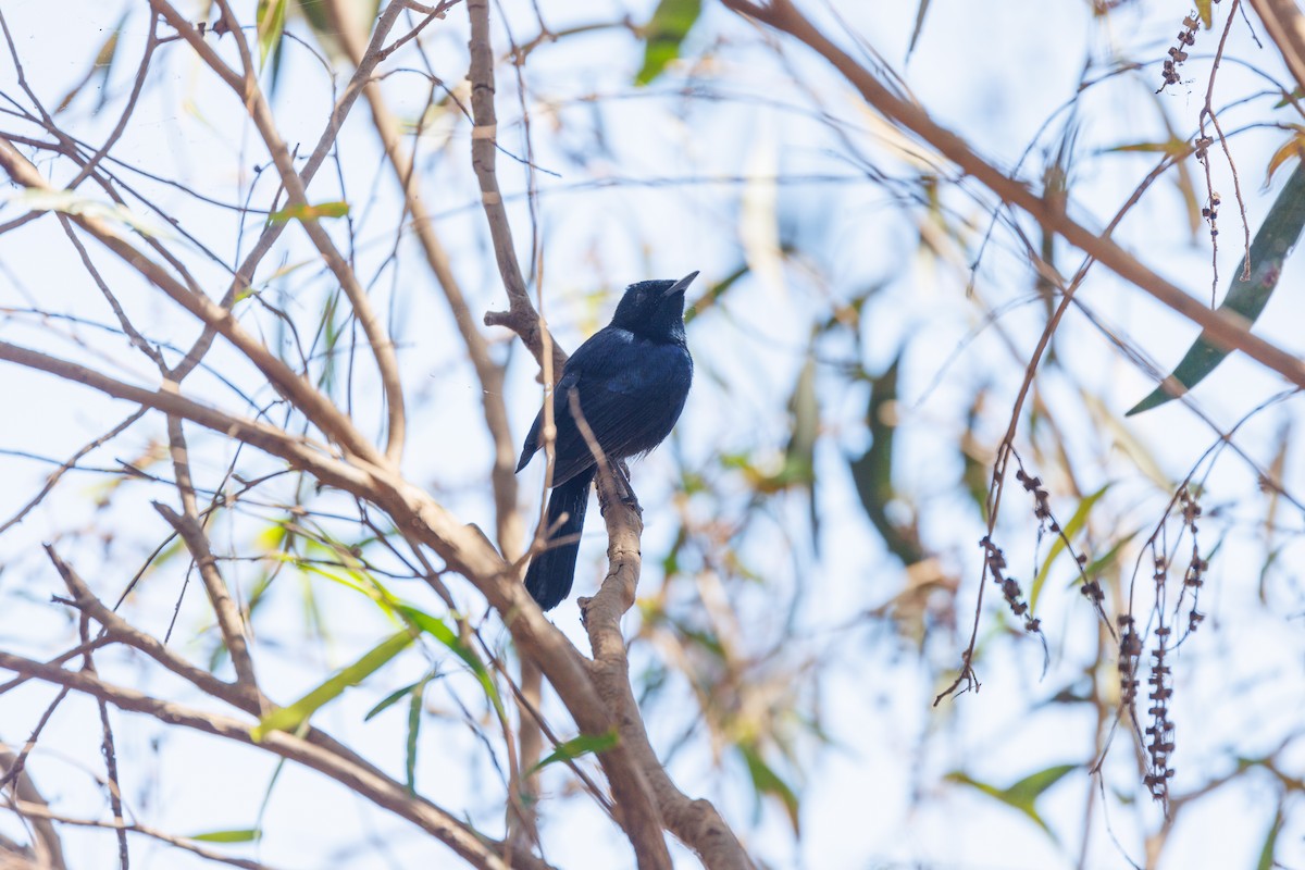 Shining Flycatcher - ML619874402