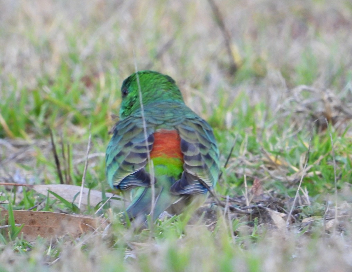 Red-rumped Parrot - ML619874414