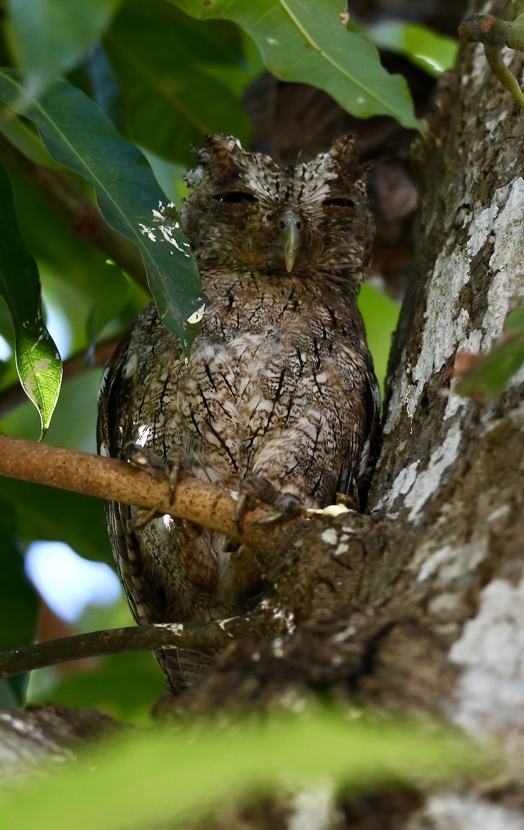 Pacific Screech-Owl - ML619874415