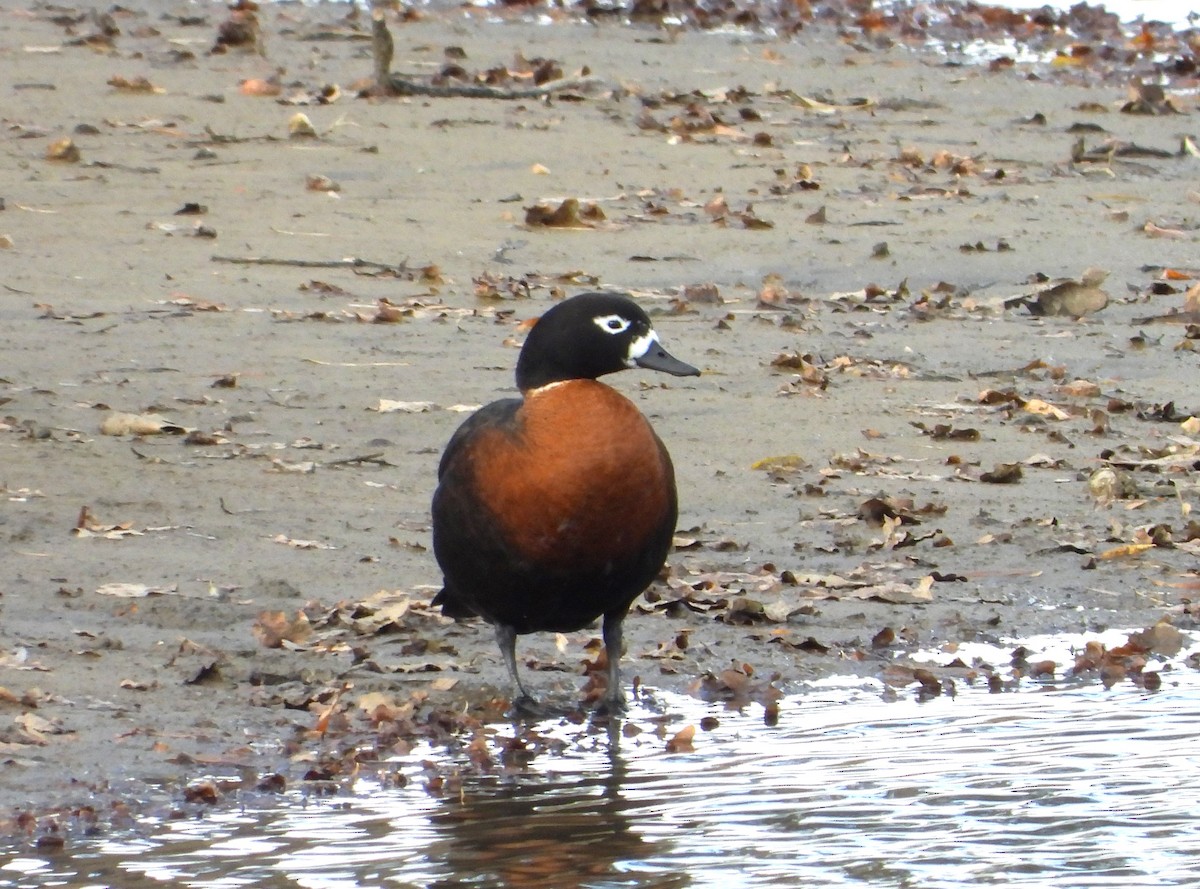 Australian Shelduck - ML619874426