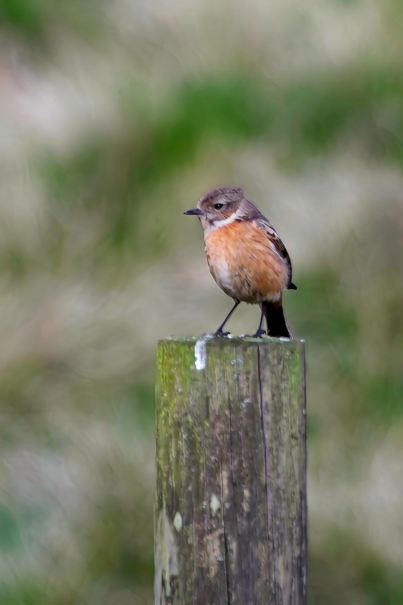 European Stonechat - ML619874429