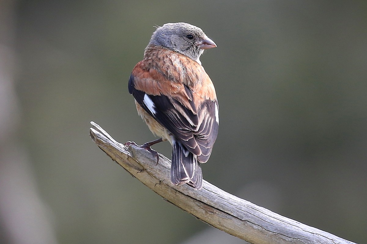 Yemen Linnet - ML619874431