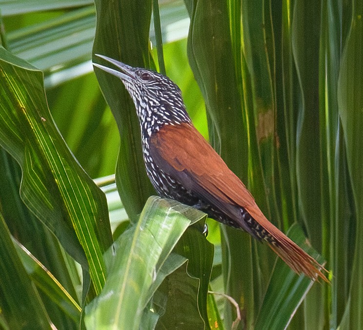 Point-tailed Palmcreeper - ML619874448