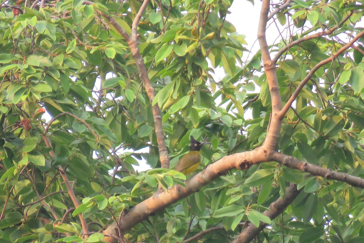 Black-crested Bulbul - ML619874452