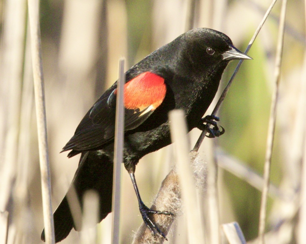 Red-winged Blackbird - ML619874461
