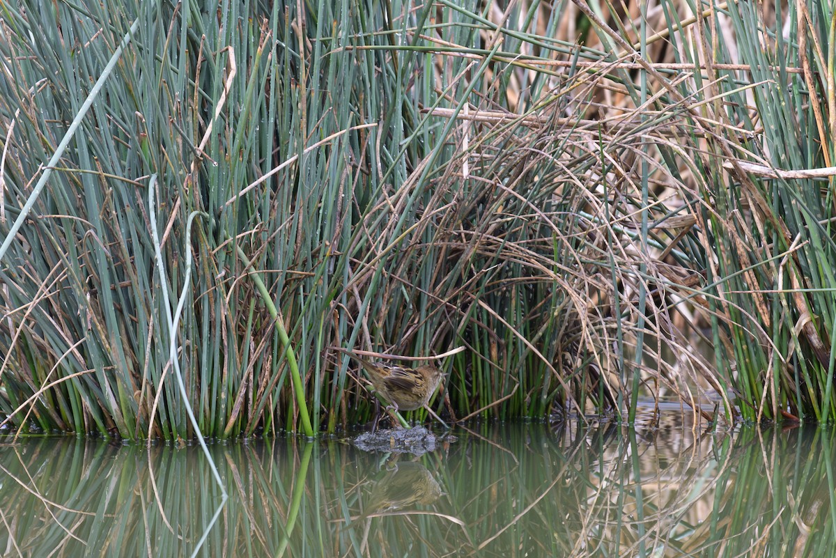 Little Grassbird - ML619874463
