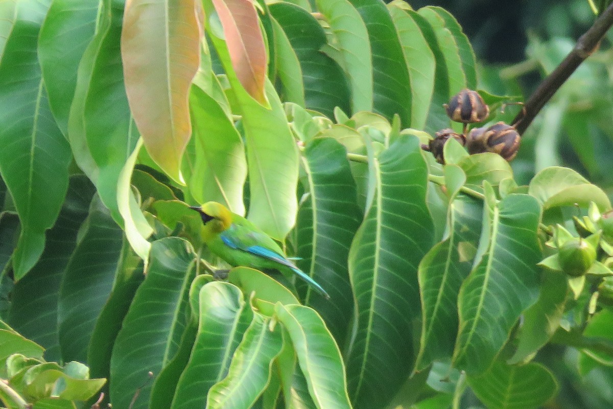 Blue-winged Leafbird - ML619874465