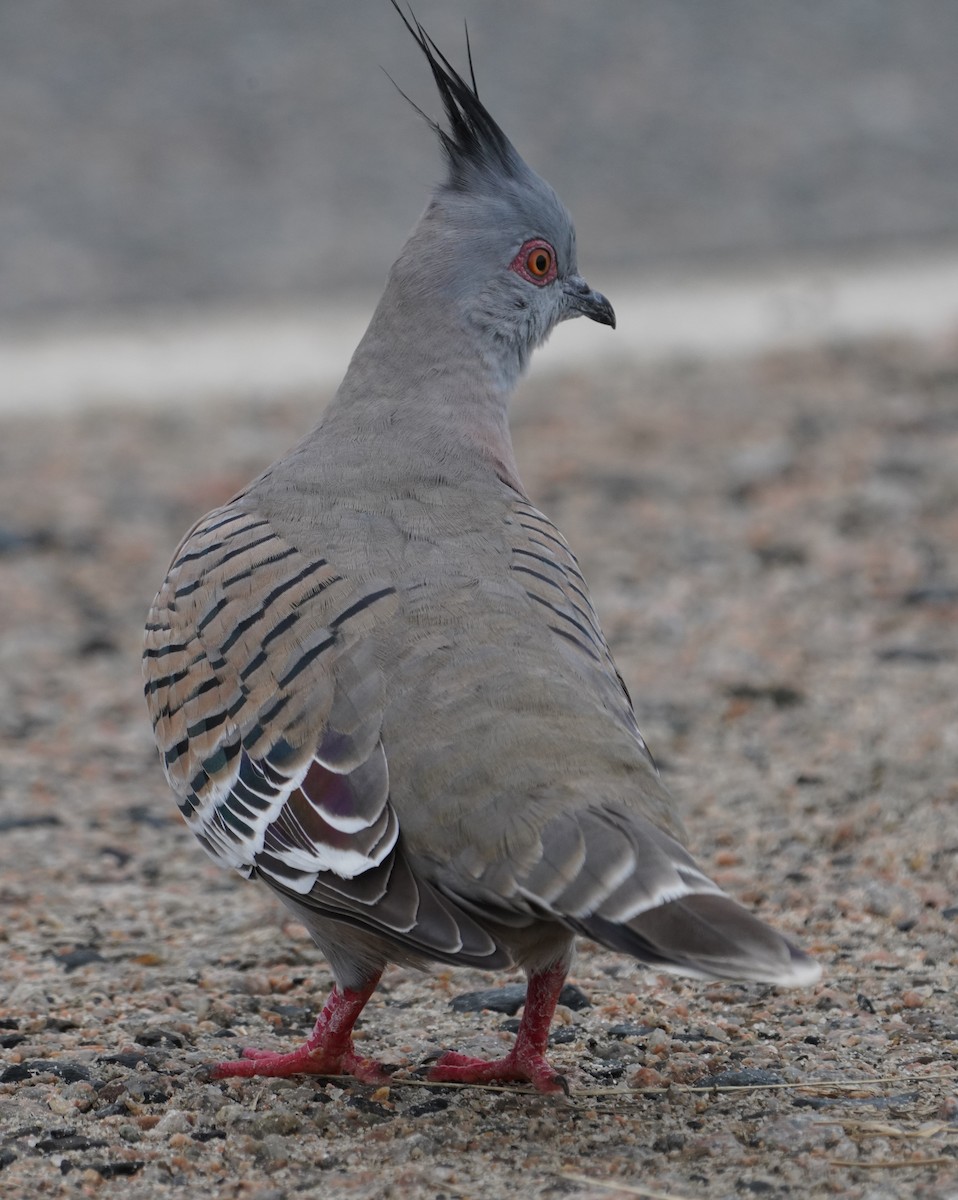 Crested Pigeon - ML619874478