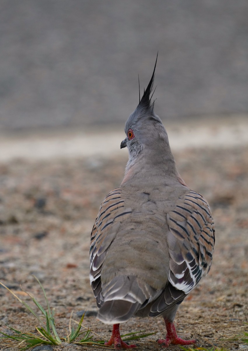Crested Pigeon - ML619874479