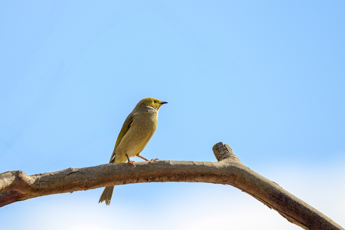 White-plumed Honeyeater - ML619874485