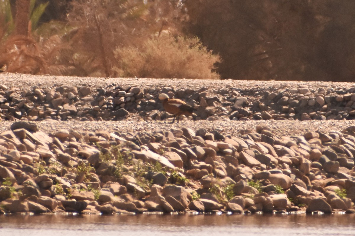 Ruddy Shelduck - ML619874487