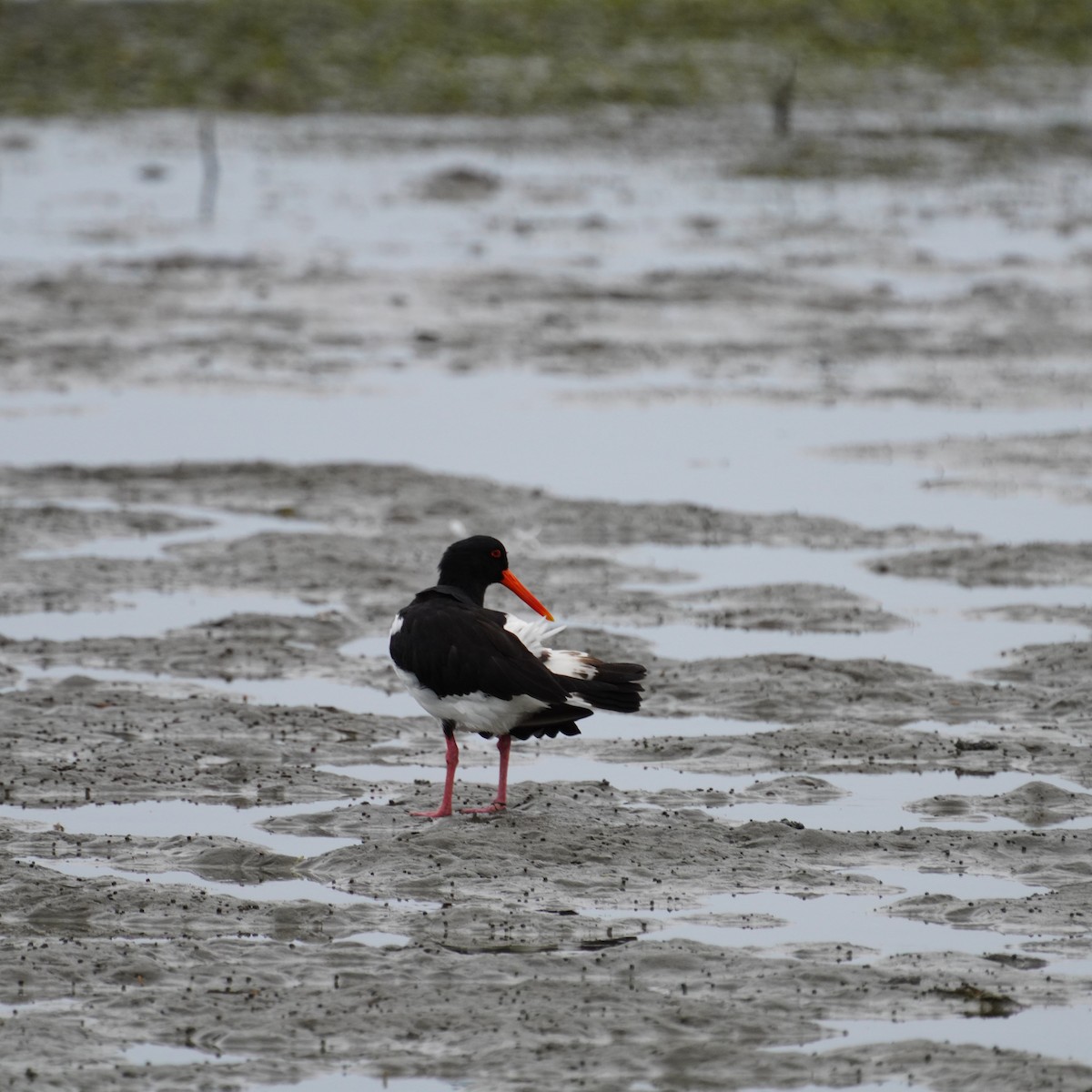 Pied Oystercatcher - ML619874503