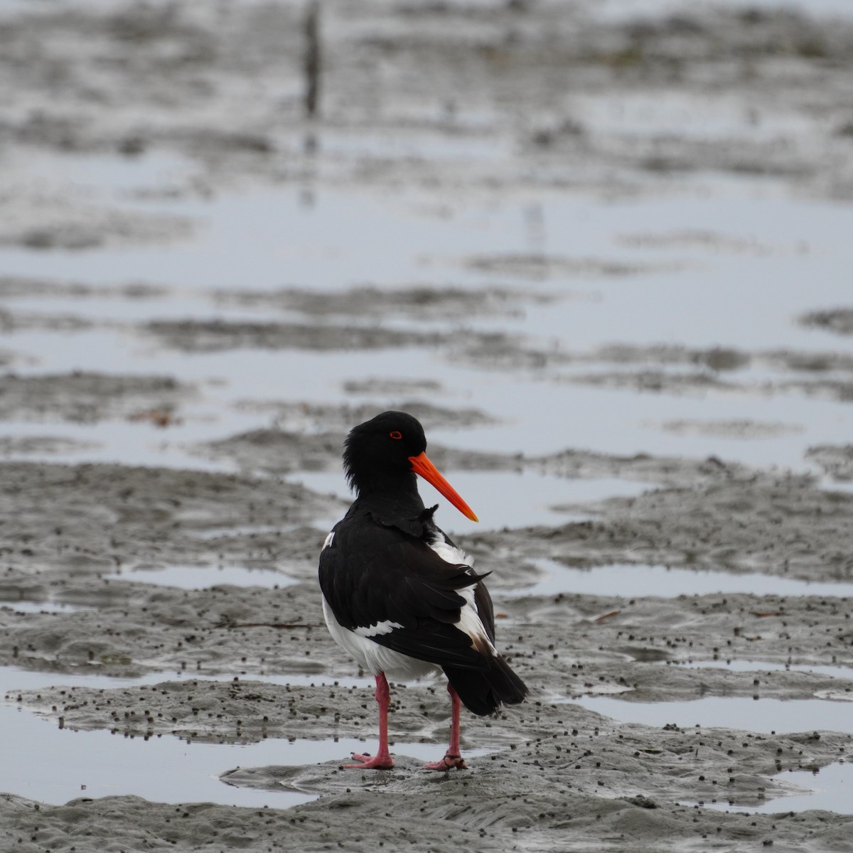 Pied Oystercatcher - ML619874504