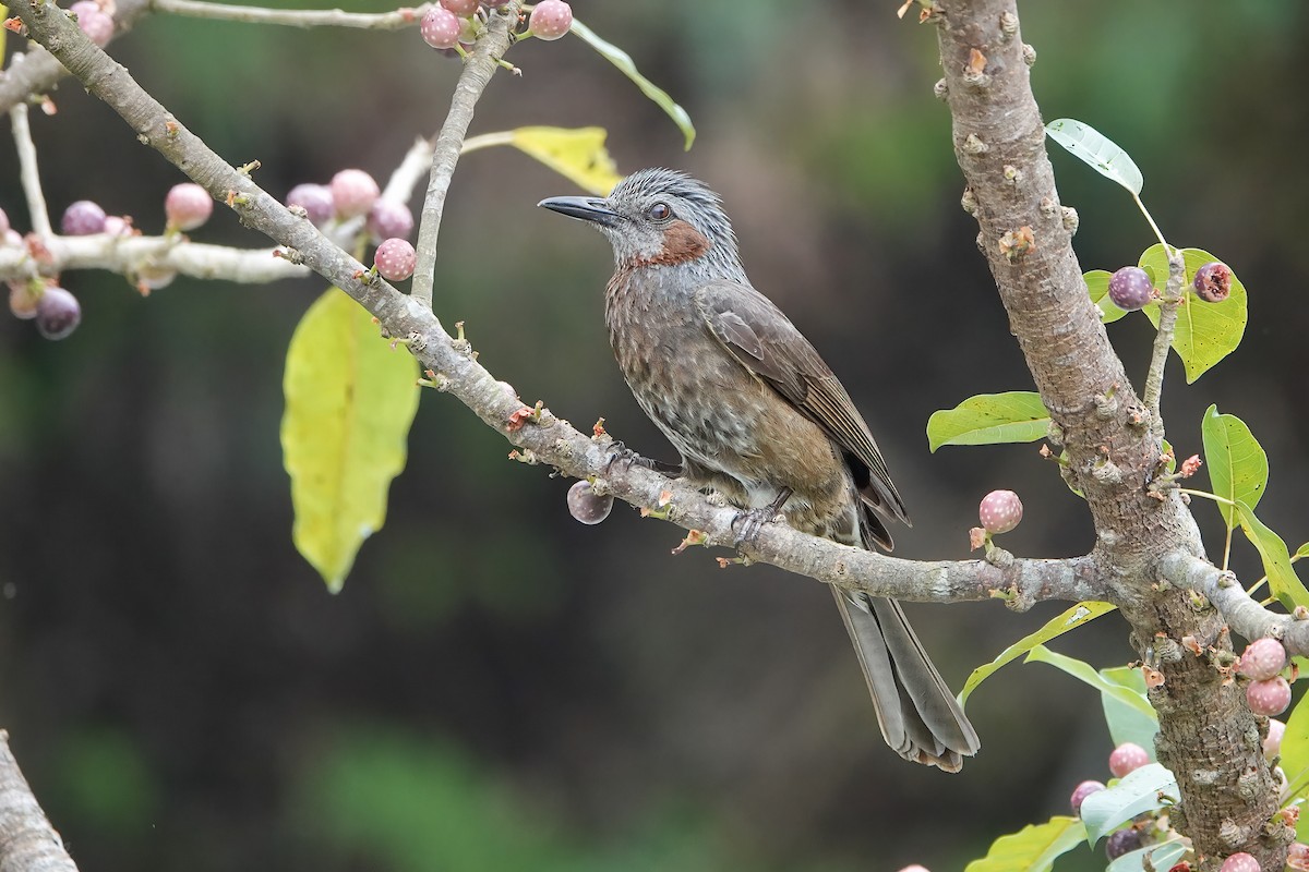 Brown-eared Bulbul - ML619874508