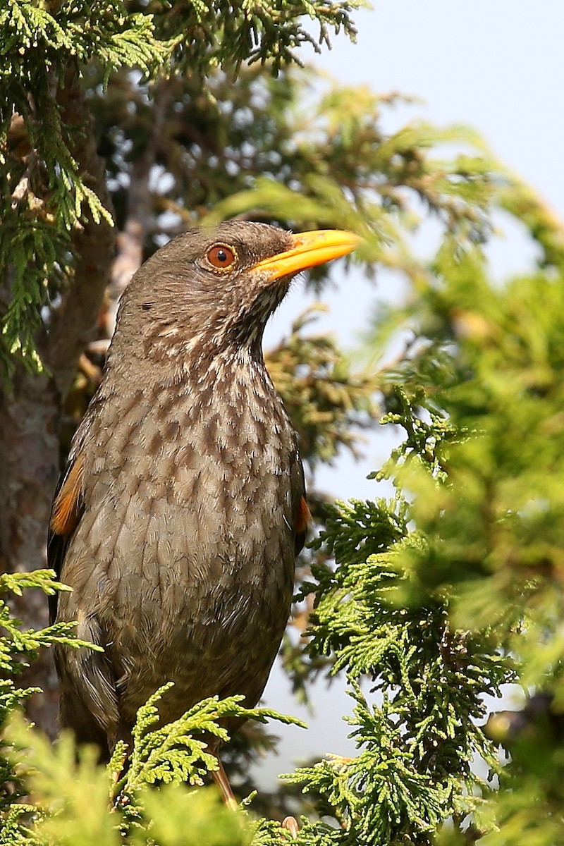 Yemen Thrush - ML619874513