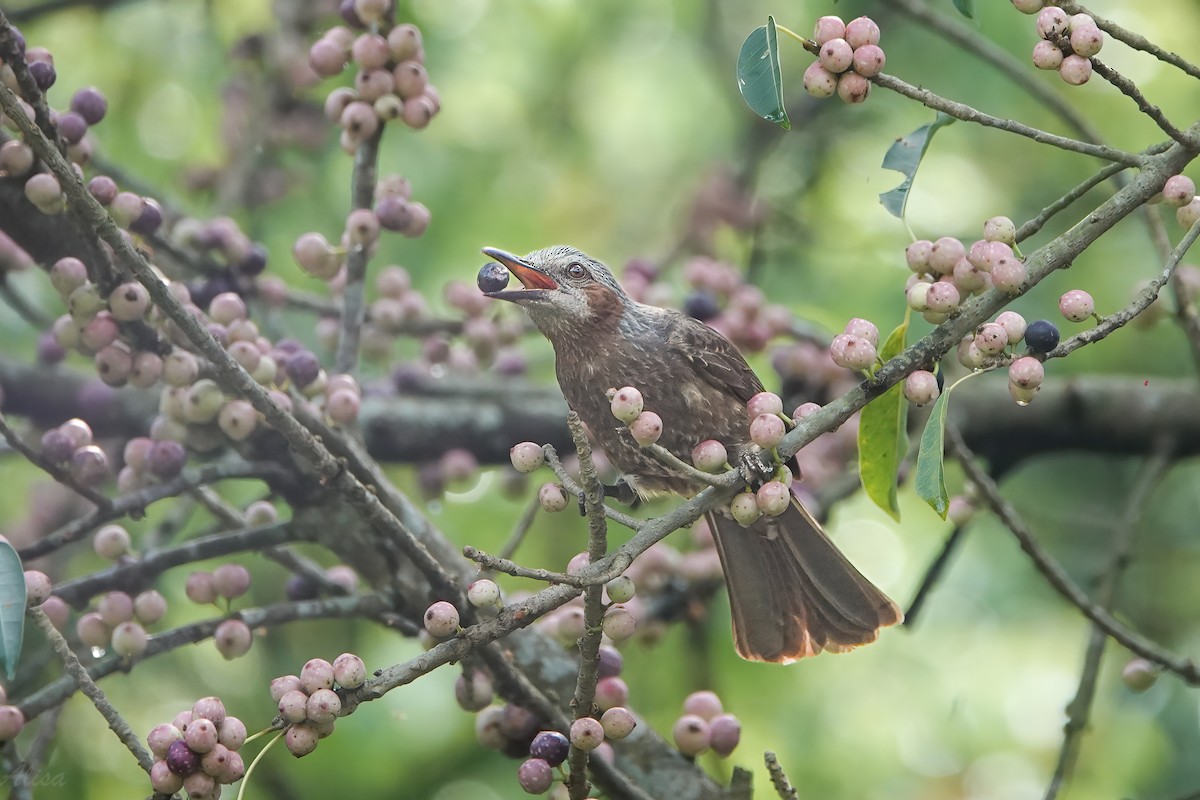 Brown-eared Bulbul - ML619874539