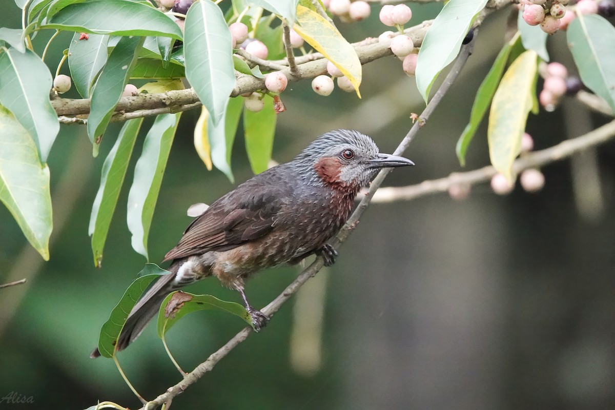 Bulbul à oreillons bruns - ML619874541