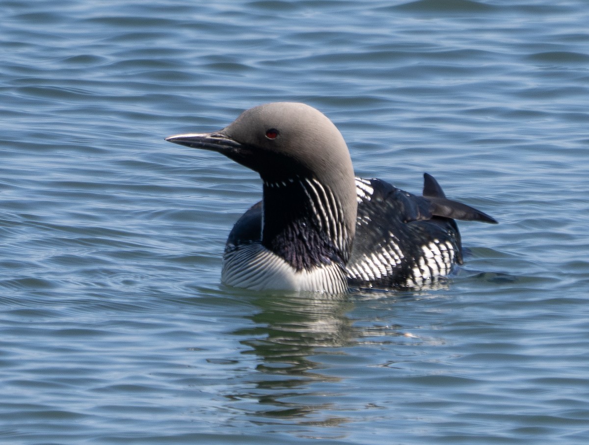 Pacific Loon - ML619874565