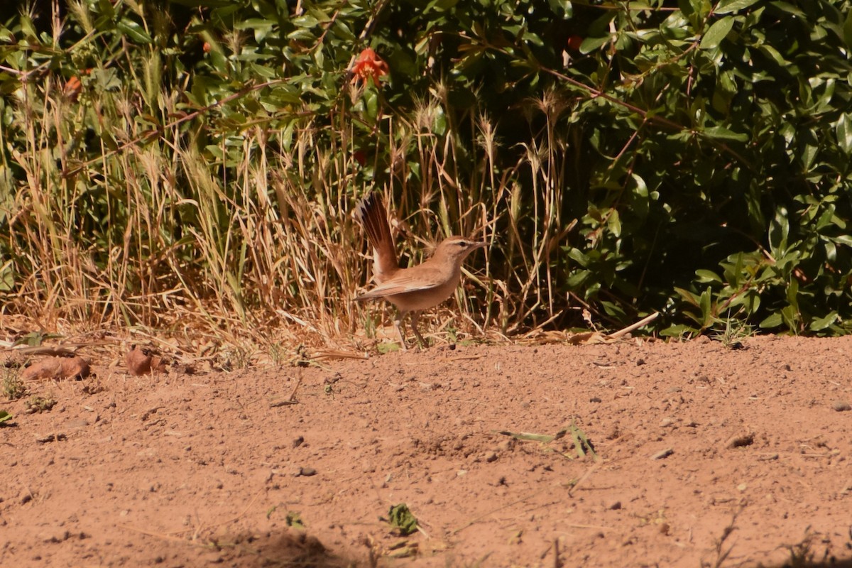 Rufous-tailed Scrub-Robin - ML619874571