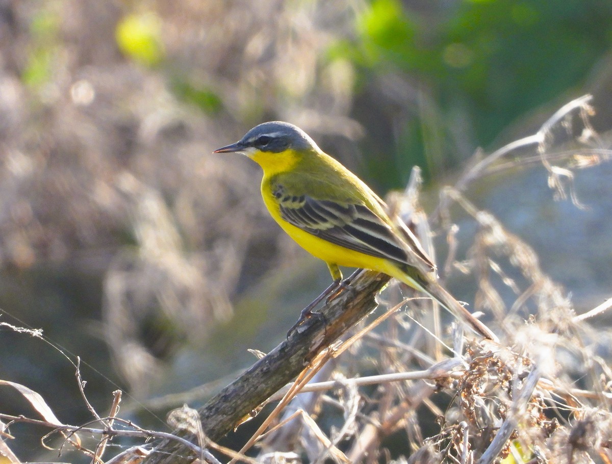 Western Yellow Wagtail - ML619874579