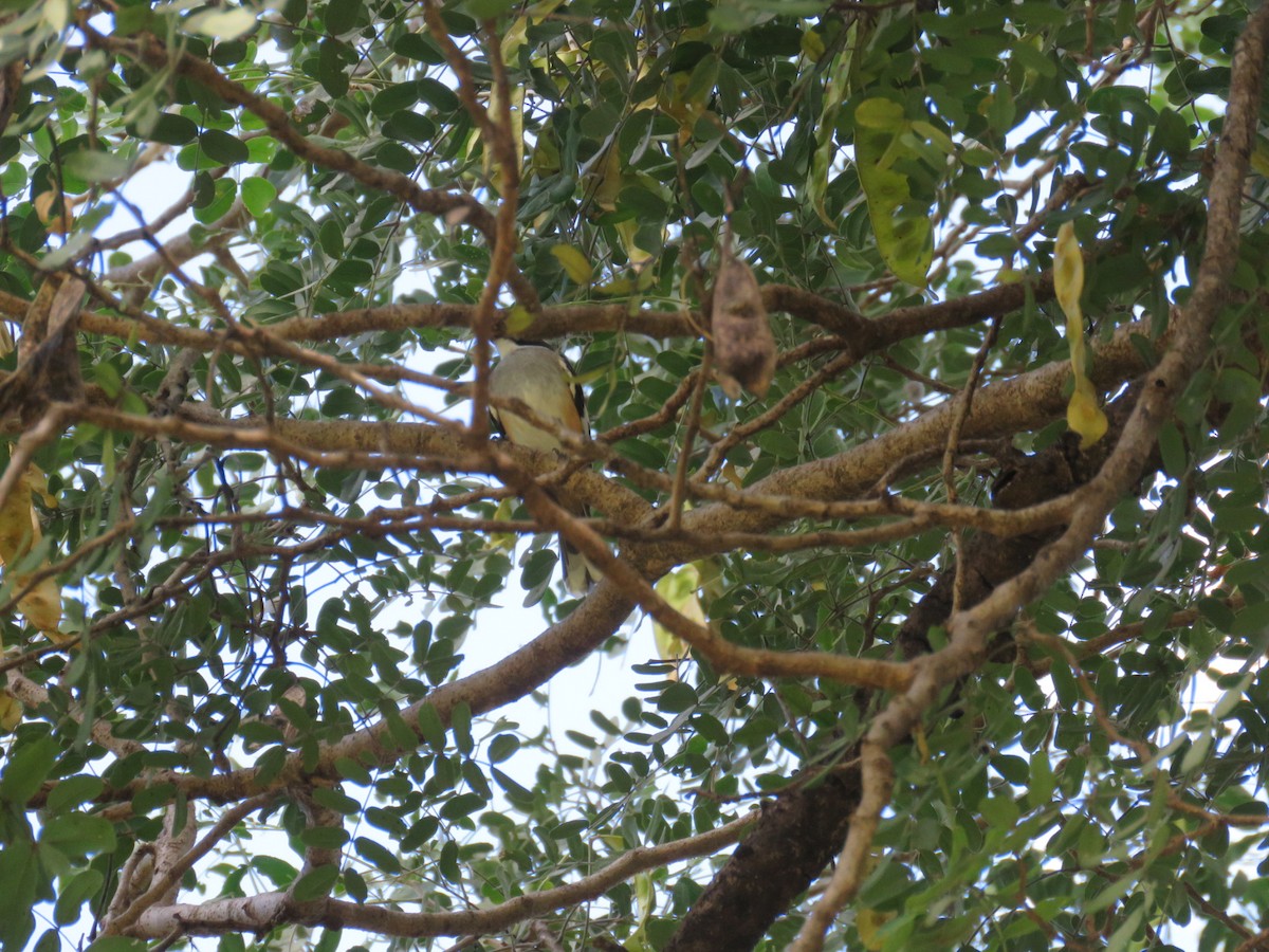 Buff-sided Robin - ML619874597