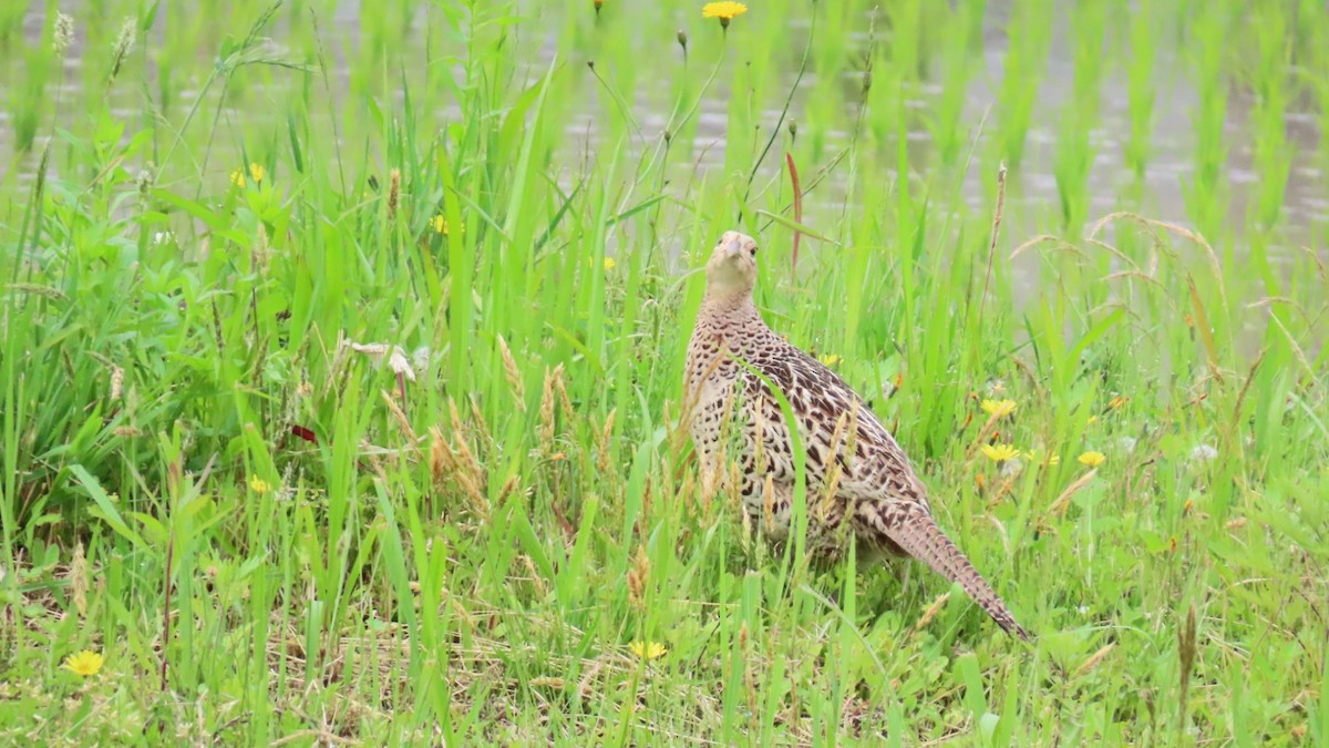 Green Pheasant - ML619874620