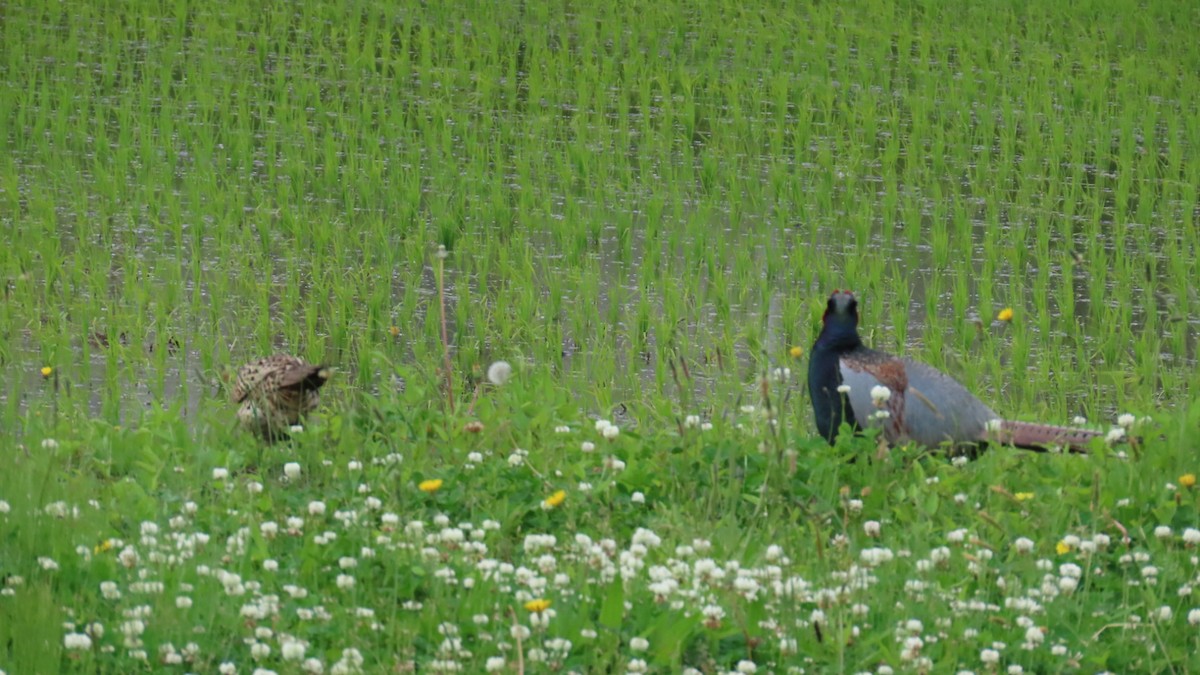 Green Pheasant - ML619874621