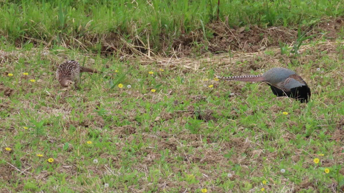 Green Pheasant - ML619874633