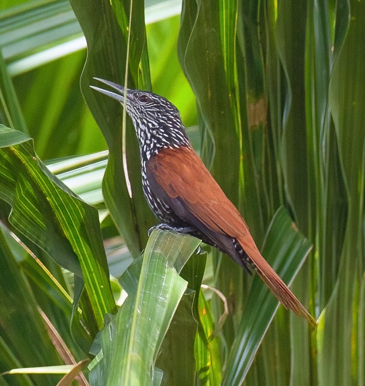 Point-tailed Palmcreeper - ML619874676