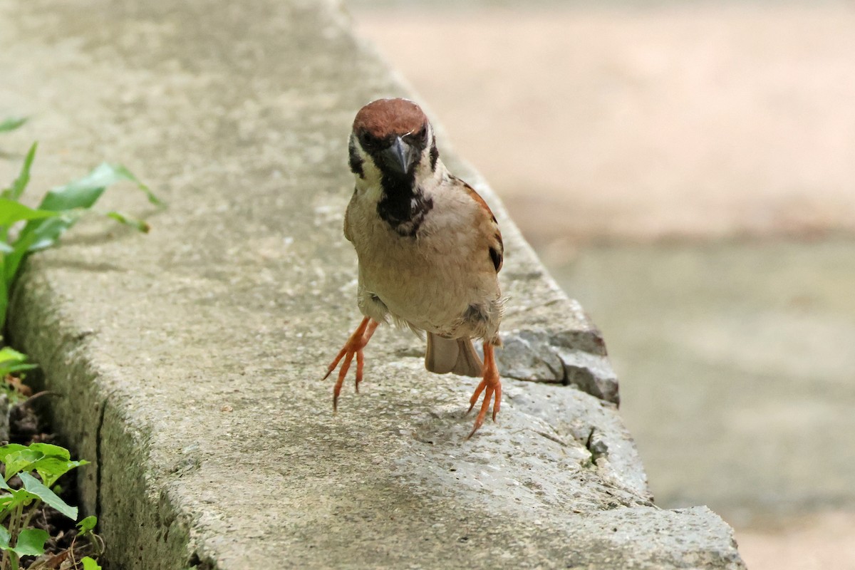 Eurasian Tree Sparrow - ML619874686