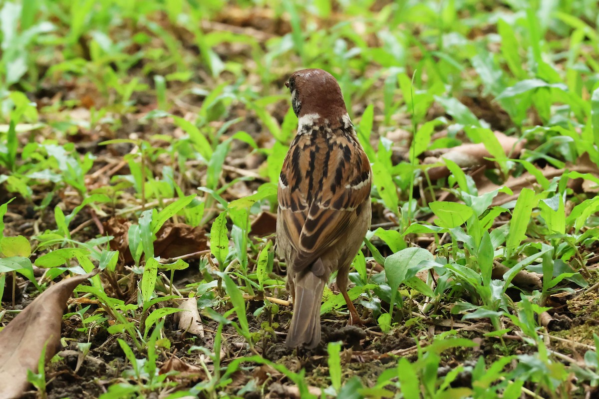 Eurasian Tree Sparrow - ML619874687
