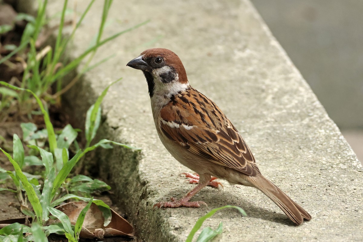 Eurasian Tree Sparrow - ML619874688