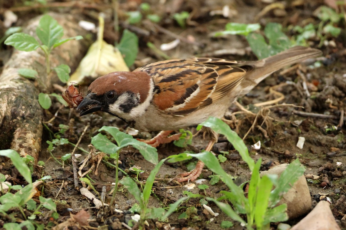 Eurasian Tree Sparrow - ML619874690