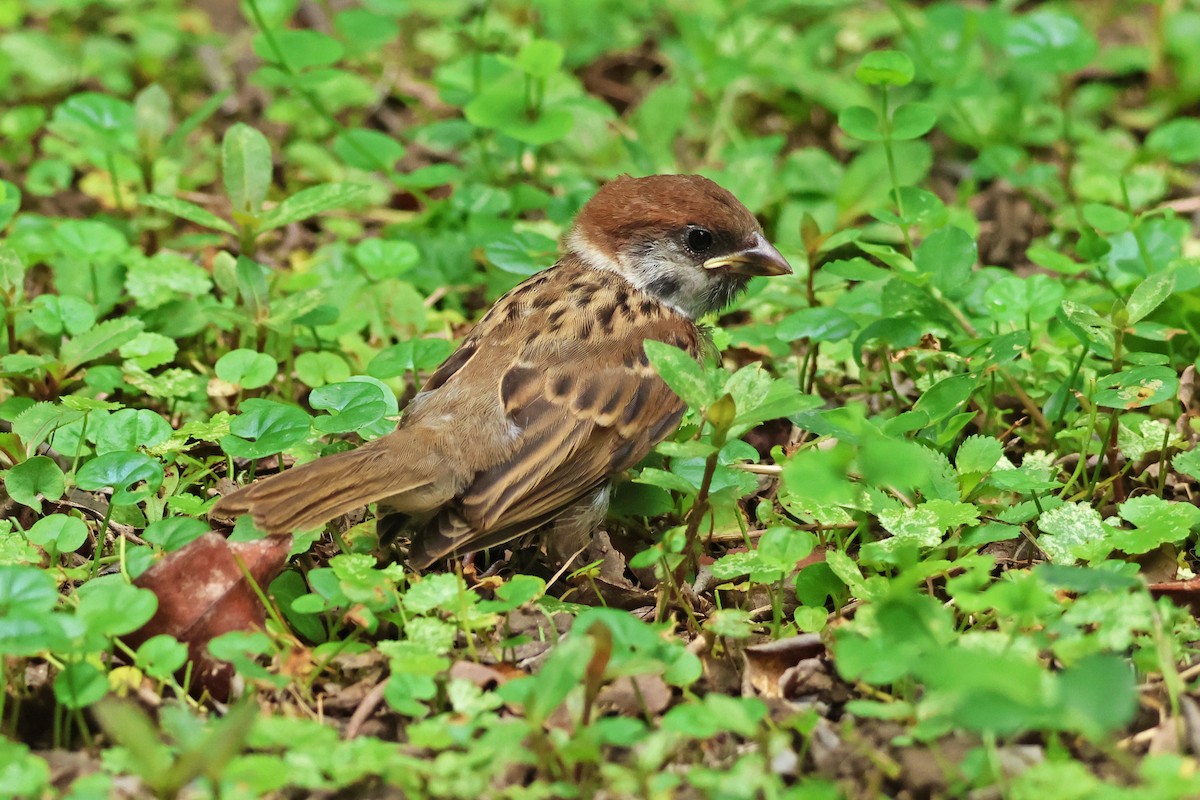 Eurasian Tree Sparrow - ML619874691