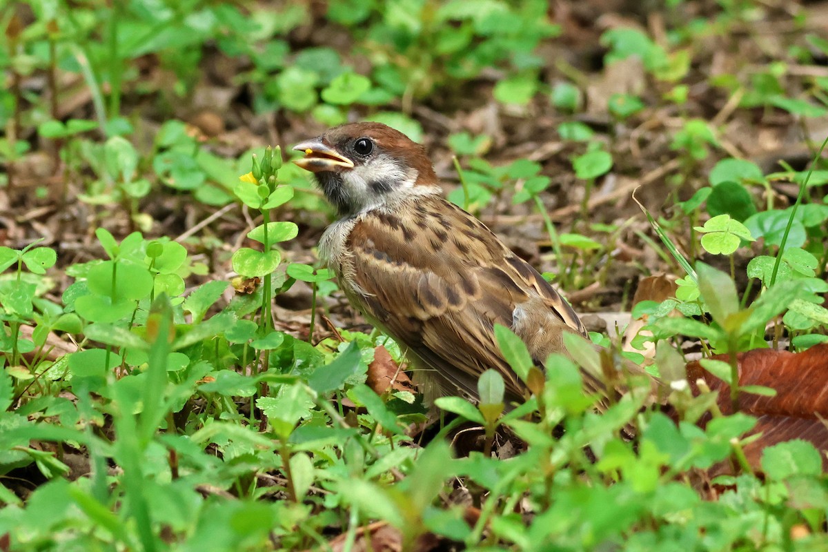 Eurasian Tree Sparrow - ML619874692