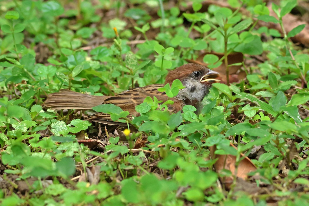 Eurasian Tree Sparrow - ML619874693