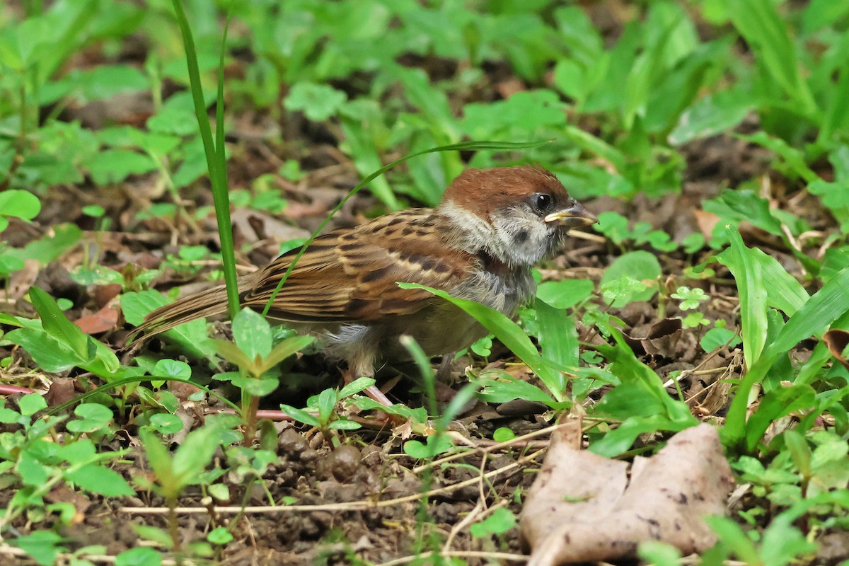 Eurasian Tree Sparrow - ML619874695