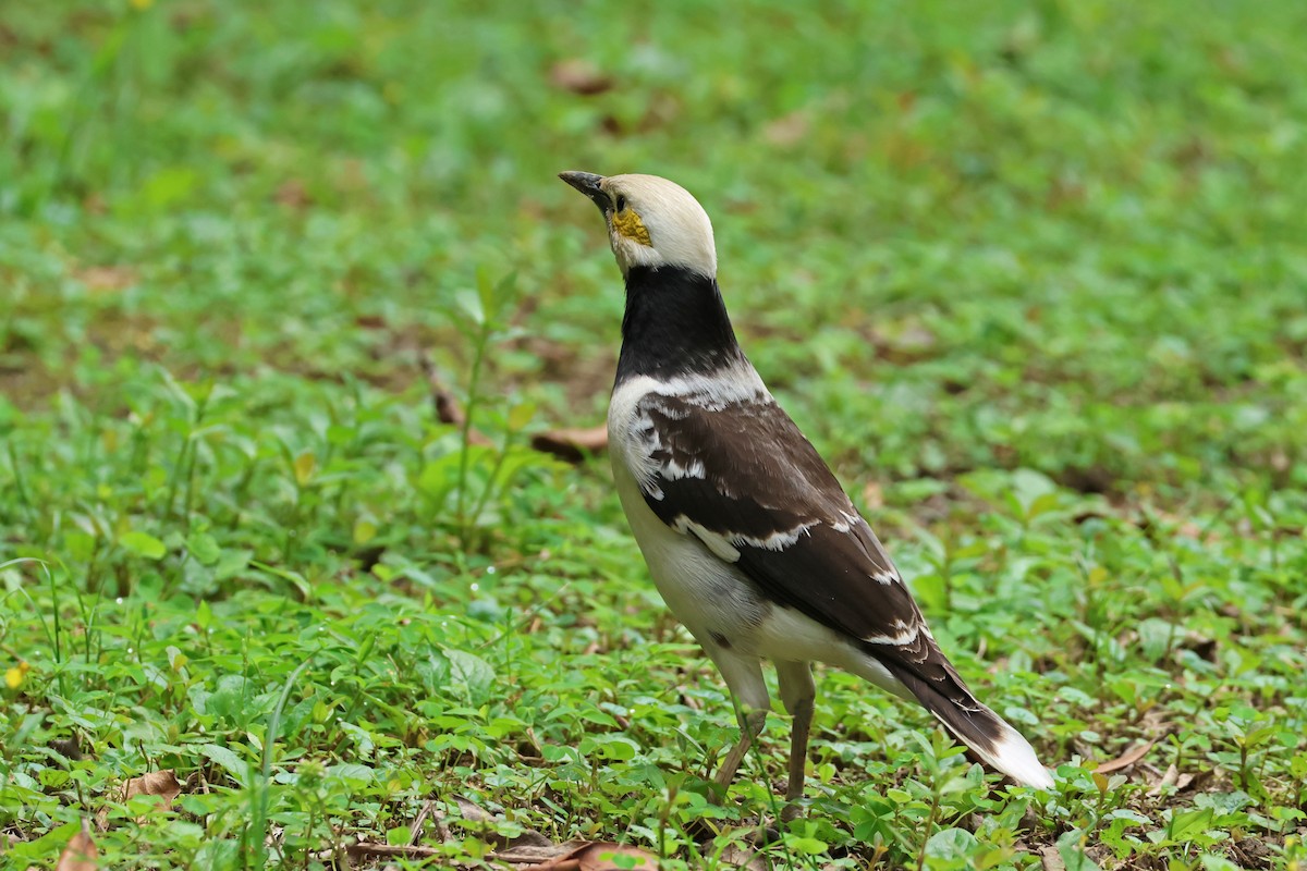 Black-collared Starling - ML619874719