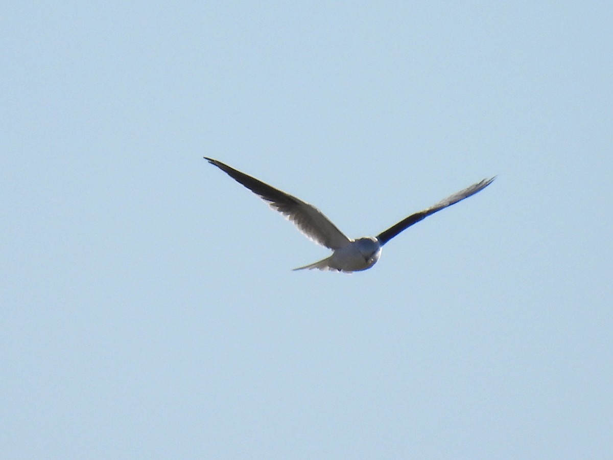 Black-shouldered Kite - ML619874721