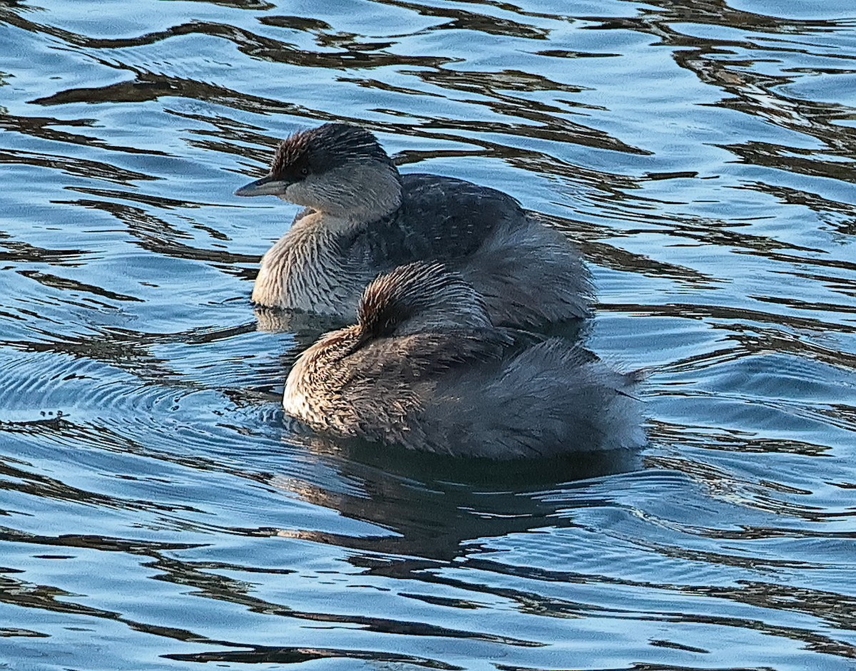 Hoary-headed Grebe - ML619874741