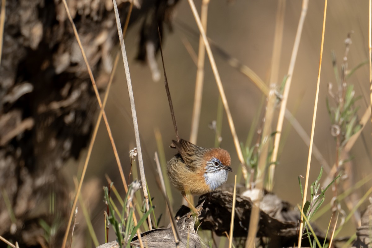 Mallee Emuwren - ML619874746