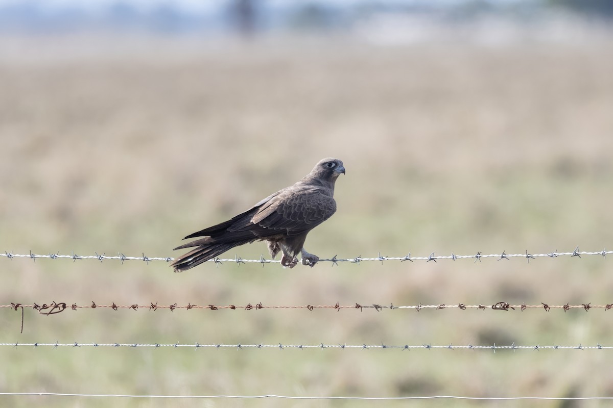 Black Falcon - ML619874748