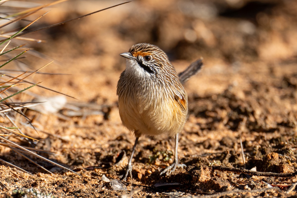 Striated Grasswren - ML619874761