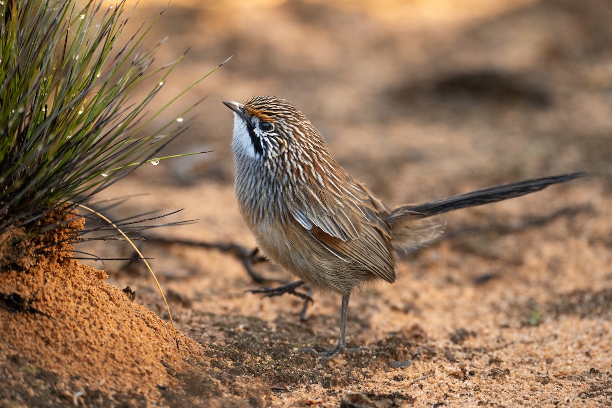 Striated Grasswren - ML619874789